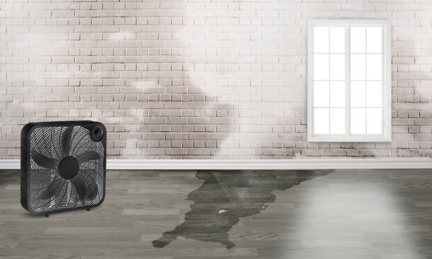 Best Carpet water damage restoration  in Farngton, MI